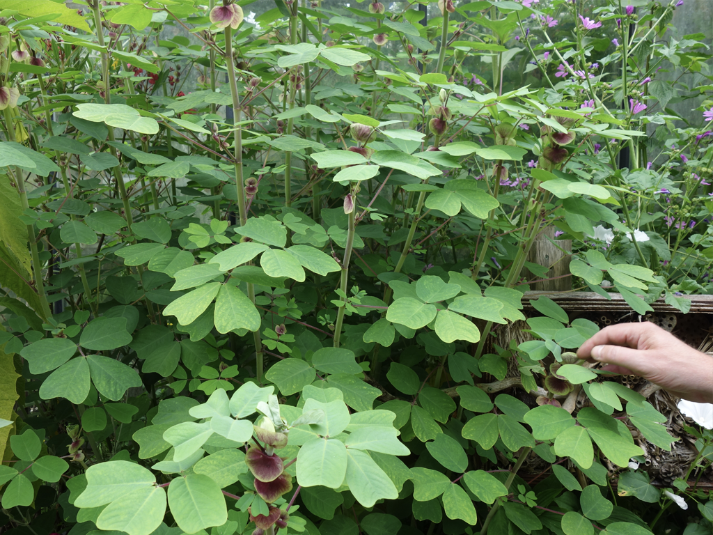 Duurzaam, groen en gezond